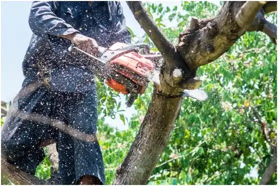 tree services Alexandria